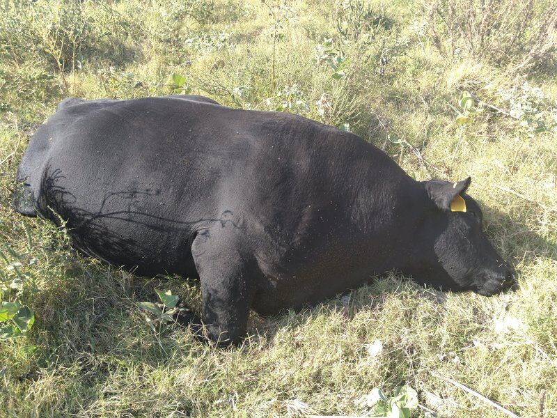 Sheriff's Office seeking public help in solving cattle shootings